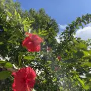 aoの画像