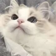 ゆいな