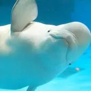 tancoの画像