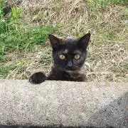 ねこさんの画像