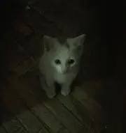 loverniniの画像