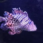コマミの画像