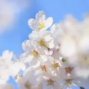 aの画像