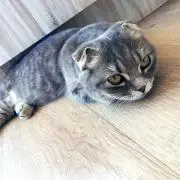 ともの画像