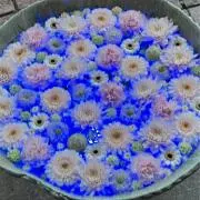 きなこの画像
