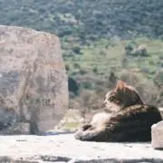 tom