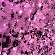 さくら☆