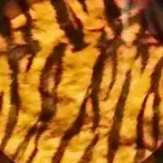 トラの画像