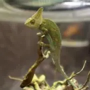 Sです