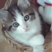 ねこの299の画像