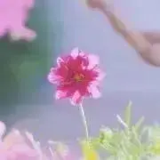 marumeroの画像