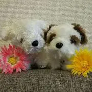 プリココの画像
