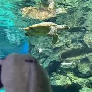 ゆめかの画像
