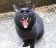 小クロネコの画像