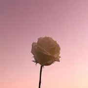 はなの画像