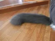 シェリルのしっぽの画像