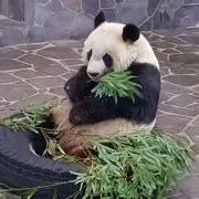 おひさま仮面の画像