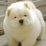 pino