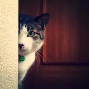 にゃん公