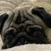 ふみふみの画像