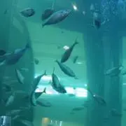 ヒロの画像