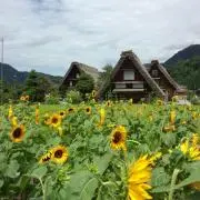 ホームパイ