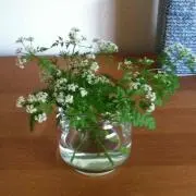 もりま