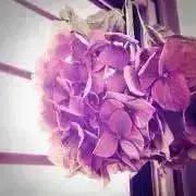 n＊  《割引あり》の画像