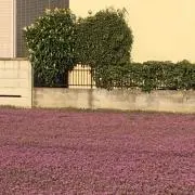 あぶっちょ