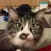 大福ときなこの画像