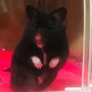 ごまたまご