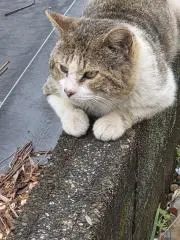 ヤナっとうくん　プロフ見てねの画像