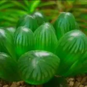 ほんかの画像