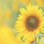 ルミ