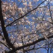 かもの画像