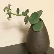 Hiroっち