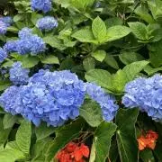 みーみ