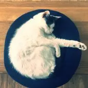 RAMの画像