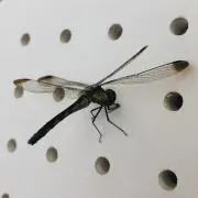 ごぶの画像