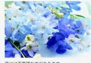 がぁーこりんの画像