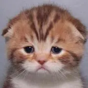 mikanの画像
