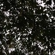 ニコル