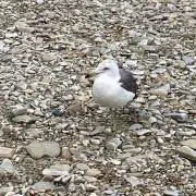 うみねこの画像