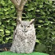 ビビ