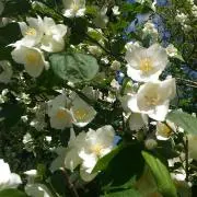 rosemaryの画像