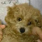 なみのりの画像