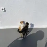 ぴこの画像