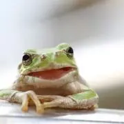 かえる