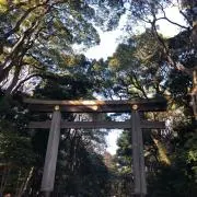 ぽんぽこの画像