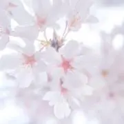 桜の画像